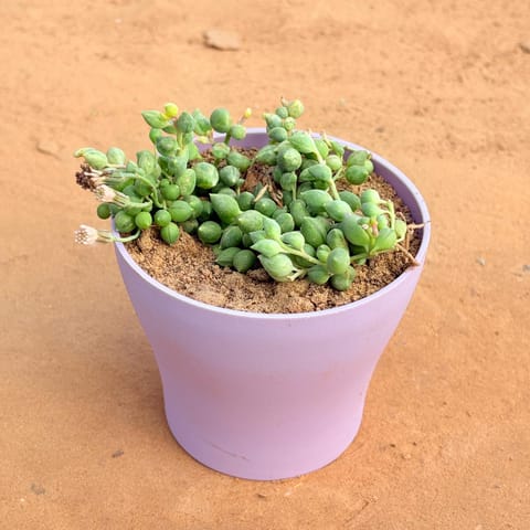 String of Pearls Succulent in 4 Inch Purple Premium Daisy Plastic Planter