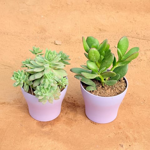 Set of 2 - Echeveria Red Succulent & Crassula Ovata/ Dhan Kuber in 4 Inch Purple Premium Daisy Plastic Planter