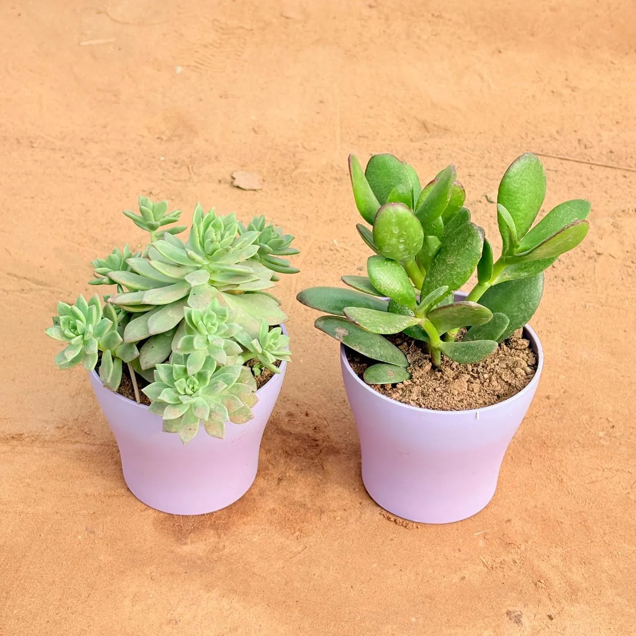 Set of 2 - Echeveria Red Succulent & Crassula Ovata/ Dhan Kuber in 4 Inch Purple Premium Daisy Plastic Planter