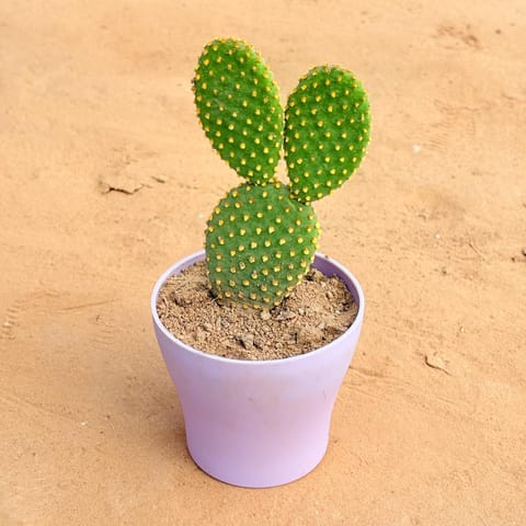 Bunny Ear Cactus in 4 Inch Purple Premium Daisy Plastic Planter