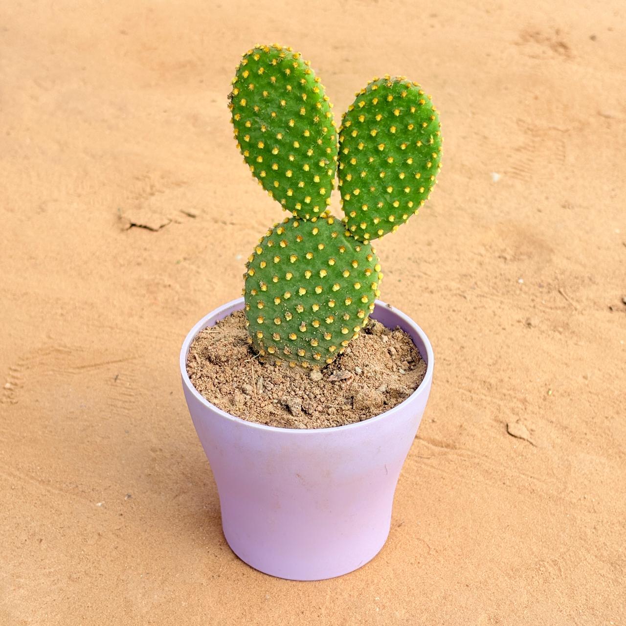 Bunny Ear Cactus in 4 Inch Purple Premium Daisy Plastic Planter