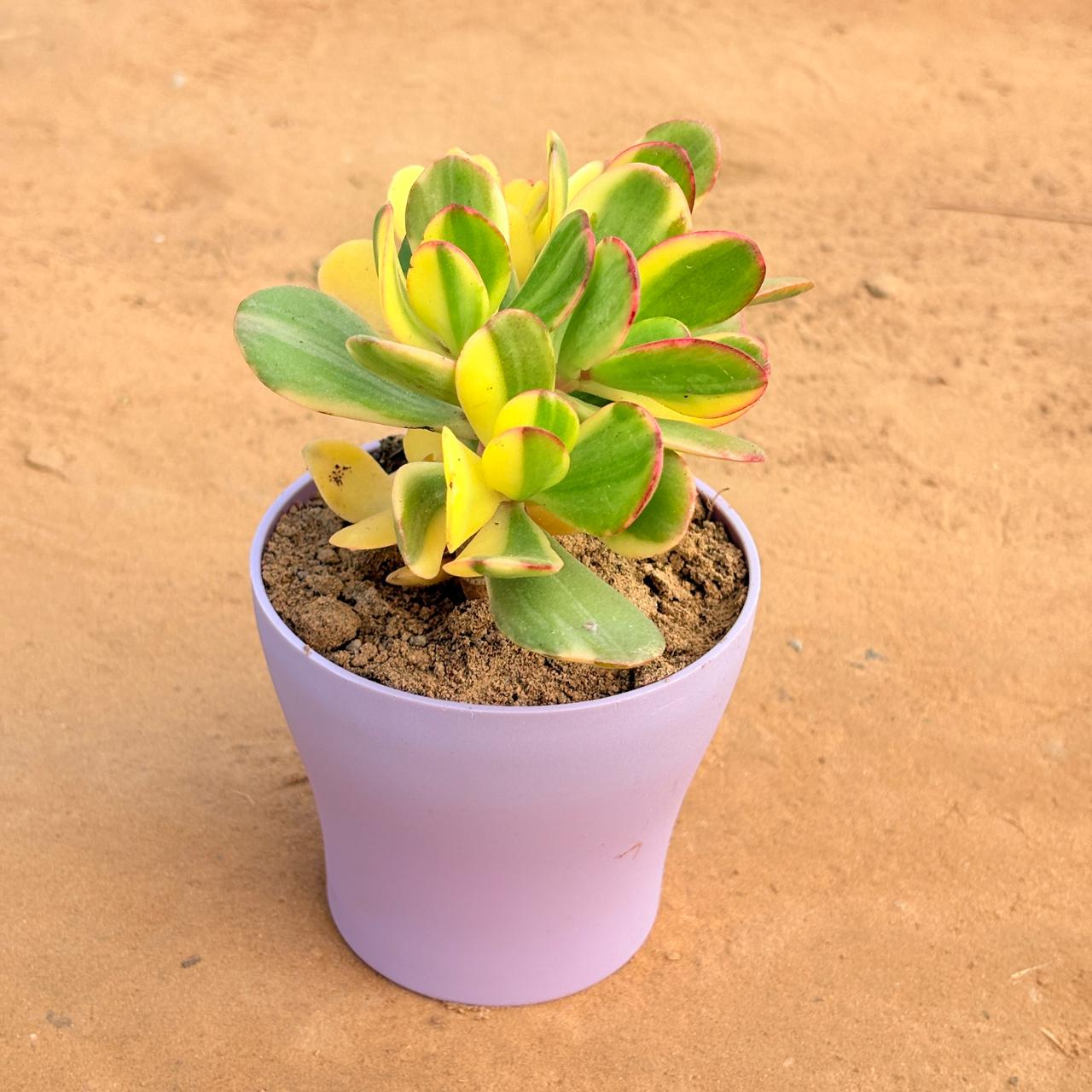 Crassula Variegated Succulent in 4 Inch Purple Premium Daisy Plastic Planter