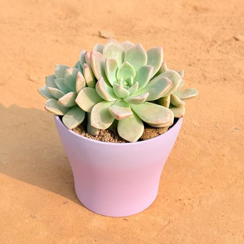 Echeveria Albicans Succulent in 4 Inch Purple Premium Daisy Plastic Planter