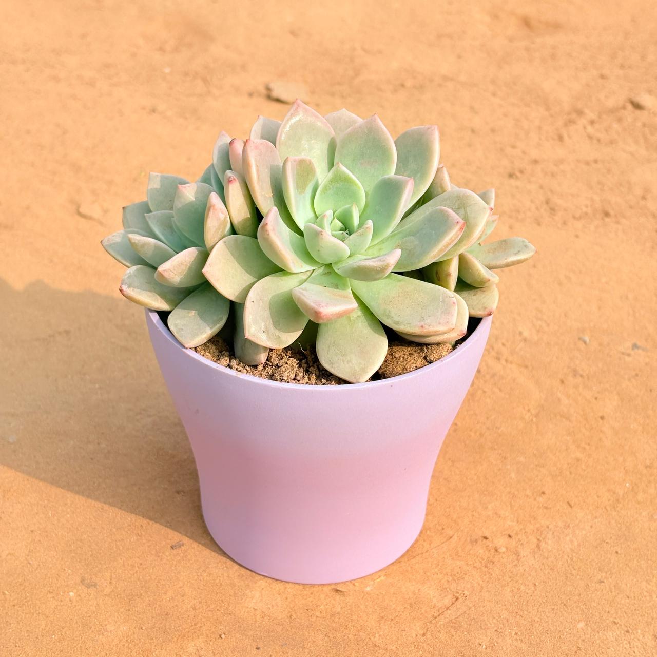 Echeveria Albicans Succulent in 4 Inch Purple Premium Daisy Plastic Planter