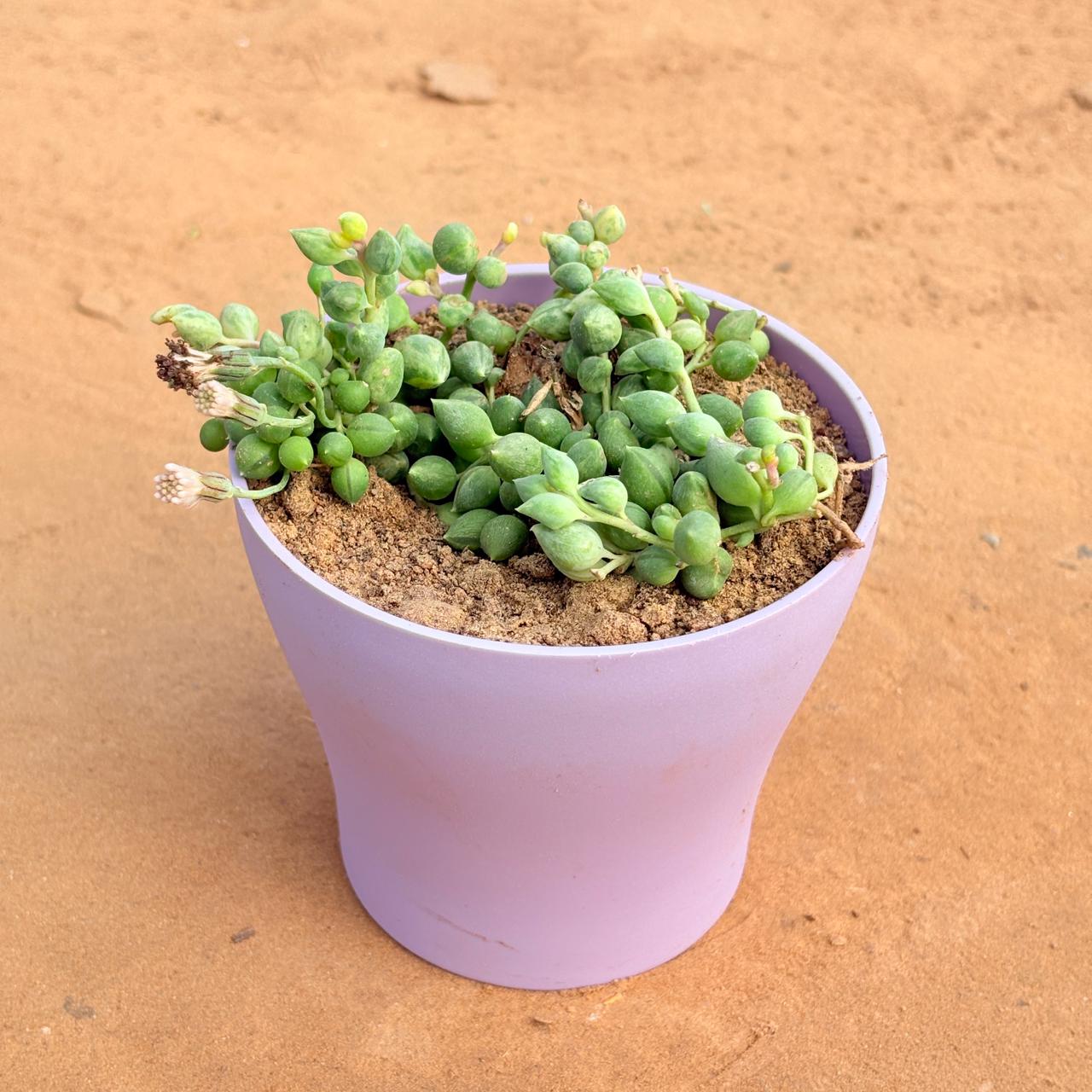 String of Pearls Succulent in 4 Inch Purple Premium Daisy Plastic Planter