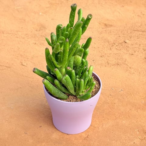 Crassula Gollum Jade/ Finger Succulent in 4 Inch Purple Premium Daisy Plastic Planter