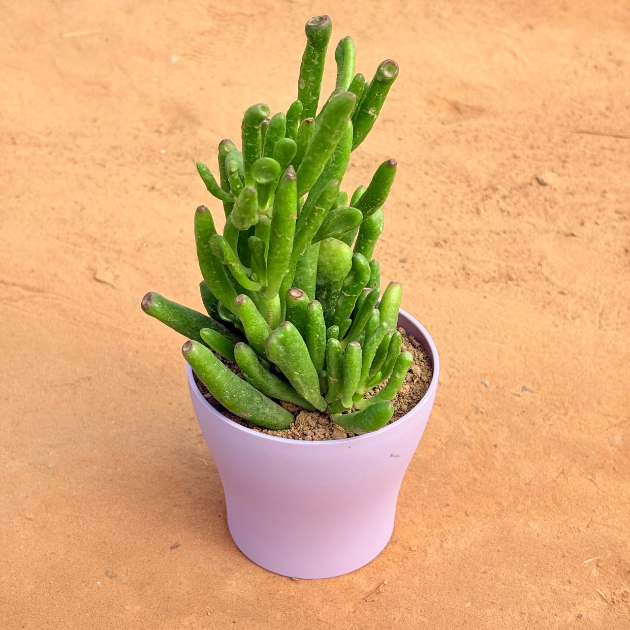 Crassula Gollum Jade/ Finger Succulent in 4 Inch Purple Premium Daisy Plastic Planter