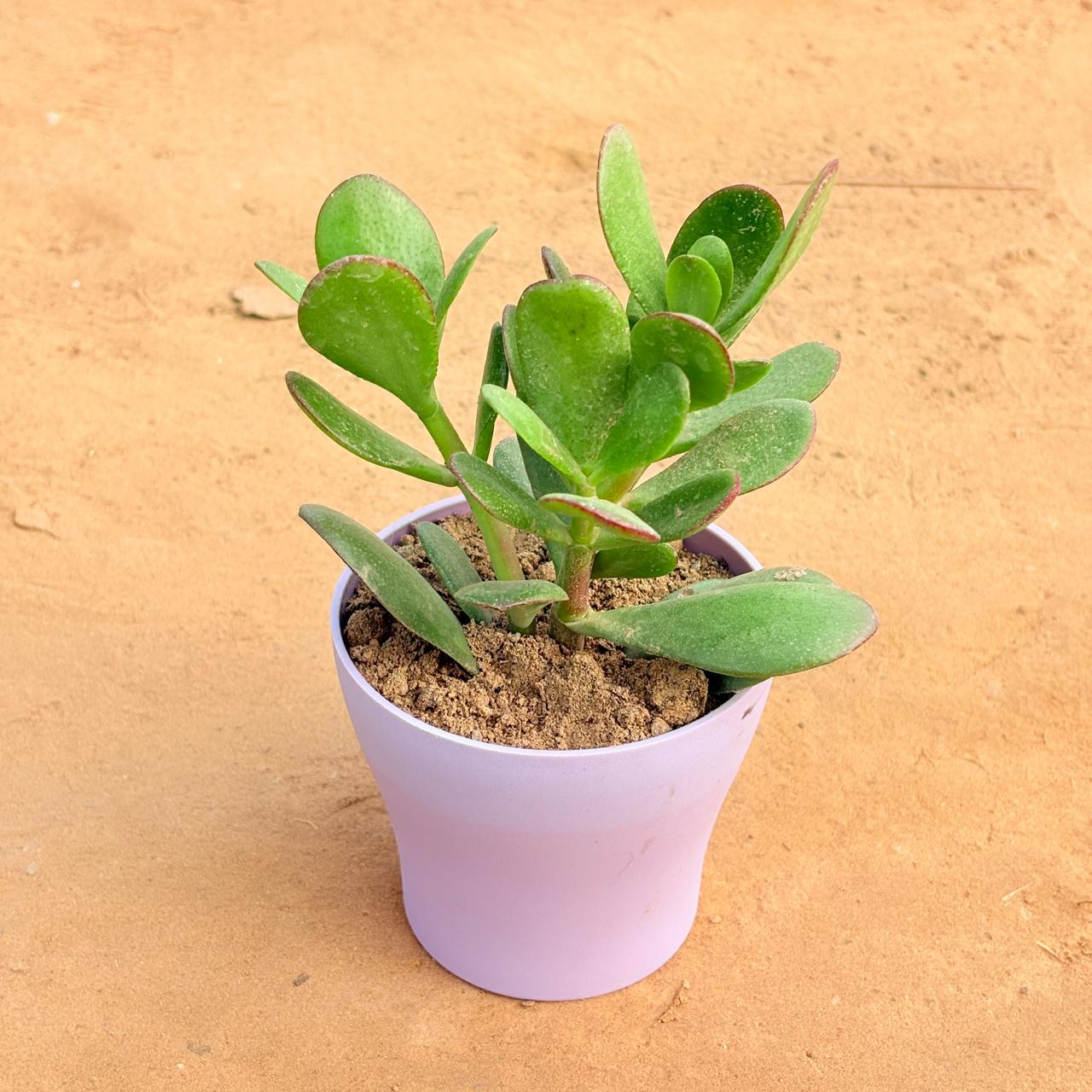 Crassula Ovata/ Dhan Kuber in 4 Inch Purple Premium Daisy Plastic Planter