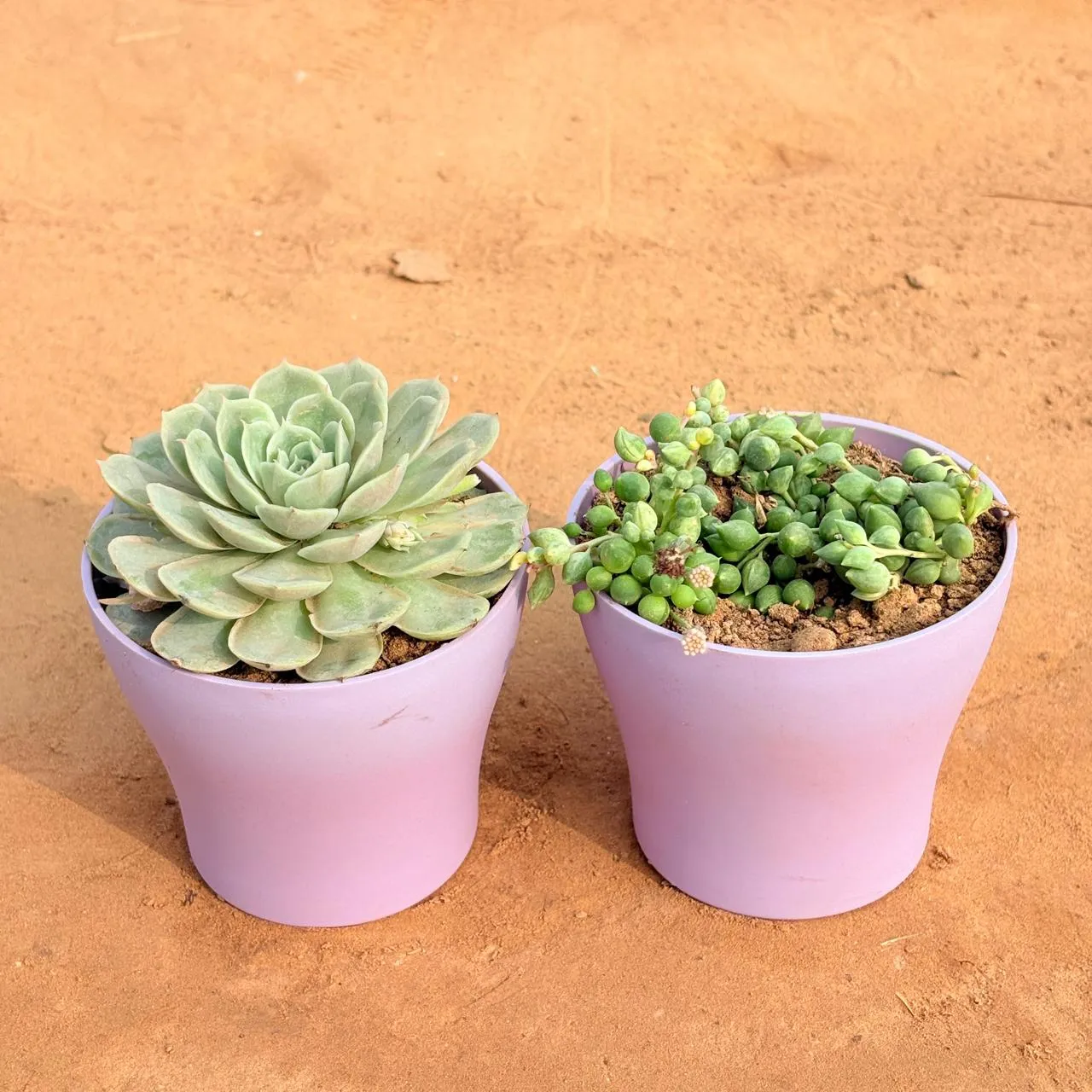 Set of 2 - Echeveria Green Succulent & String of Pearls Succulent in 4 Inch Purple Premium Daisy Plastic Planter