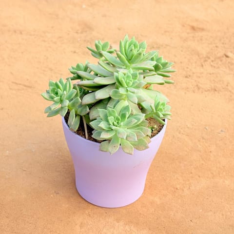 Echeveria Red Succulent in 4 Inch Purple Premium Daisy Plastic Planter