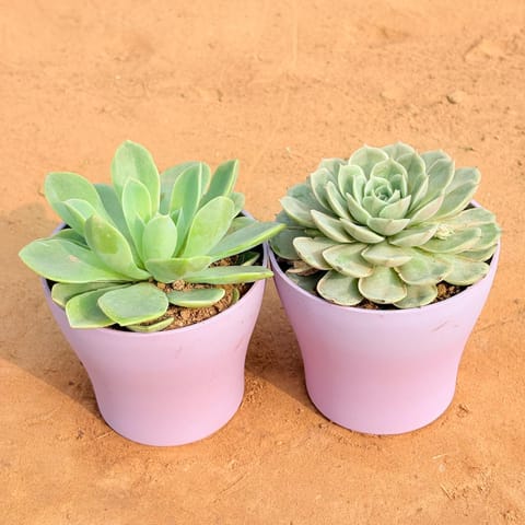 Set of 2 - Echeveria Elegans Succulent & Echeveria Green Succulent in 4 Inch Purple Premium Daisy Plastic Planter