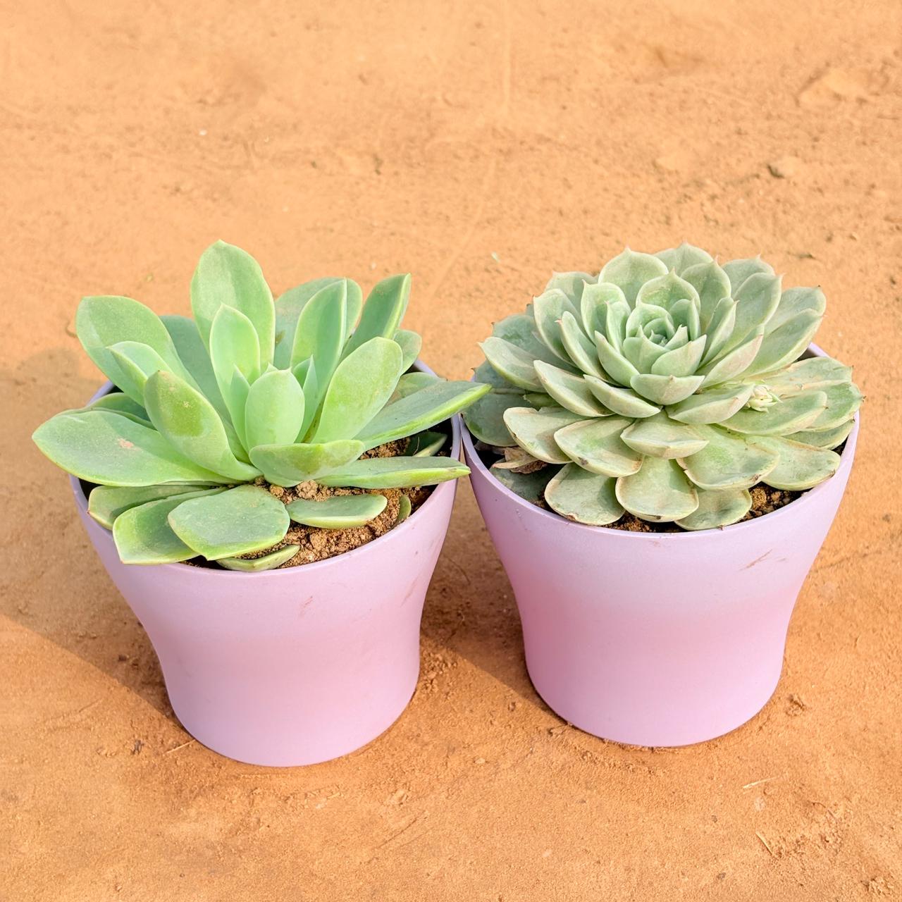 Set of 2 - Echeveria Elegans Succulent & Echeveria Green Succulent in 4 Inch Purple Premium Daisy Plastic Planter