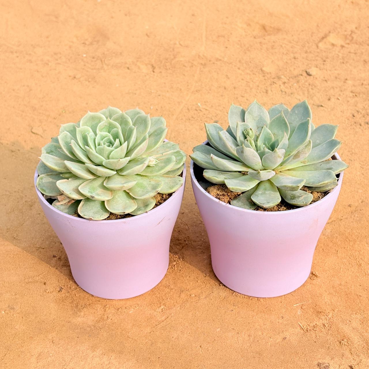 Set of 2 - Echeveria Elegans Red Tipped Succulent & Echeveria Green Succulent in 4 Inch Purple Premium Daisy Plastic Planter