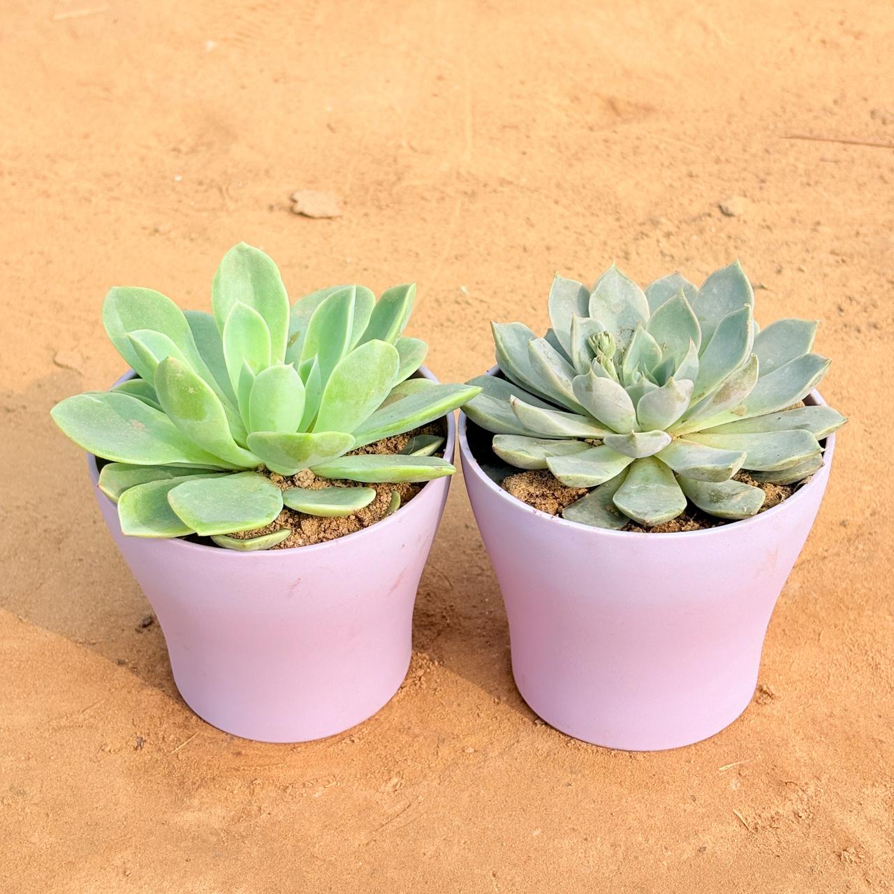 Set of 2 - Echeveria Elegans Red Tipped Succulent & Echeveria Elegans Succulent in 4 Inch Purple Premium Daisy Plastic Planter