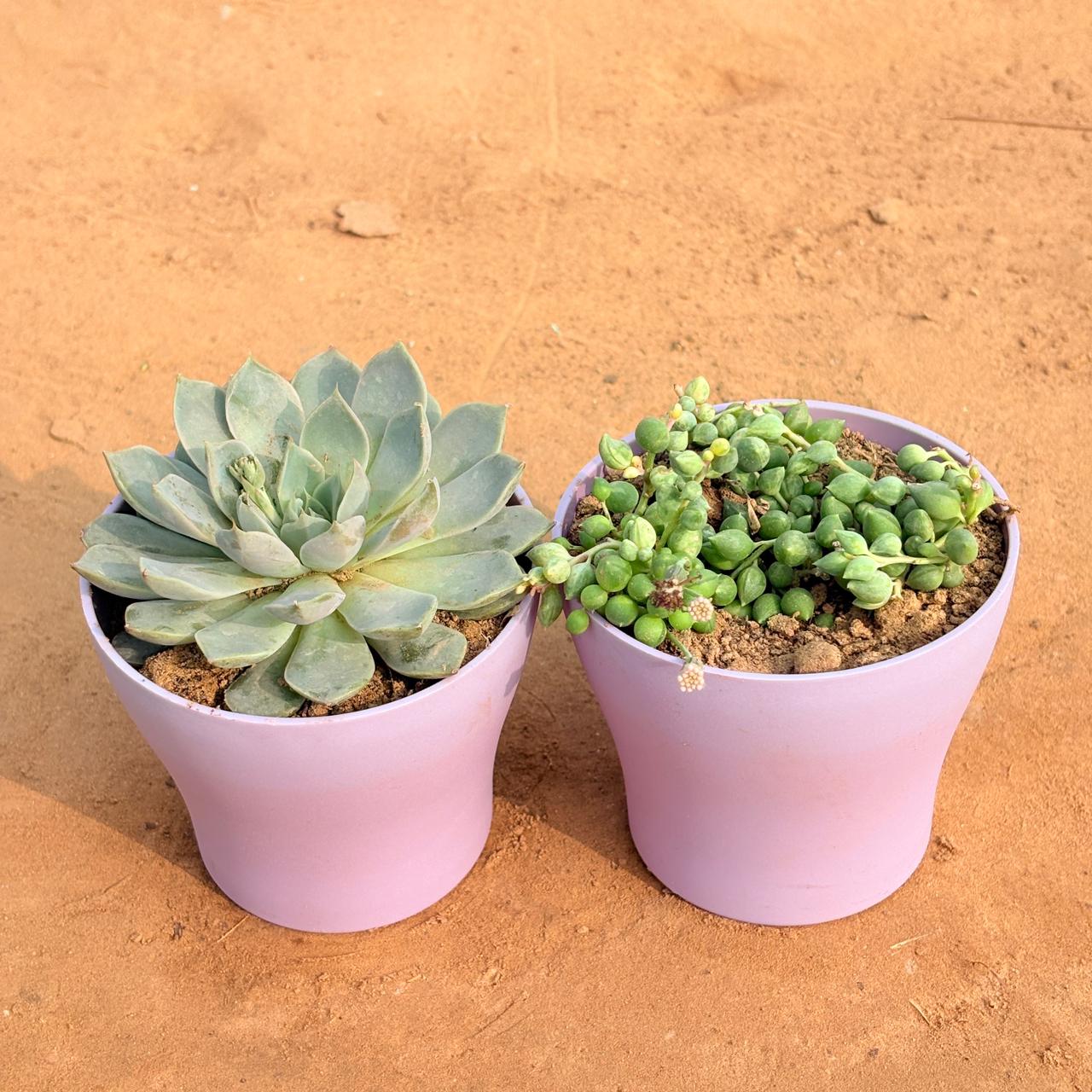 Set of 2 - Echeveria Elegans Red Tipped Succulent & String of Pearls Succulent in 4 Inch Purple Premium Daisy Plastic Planter