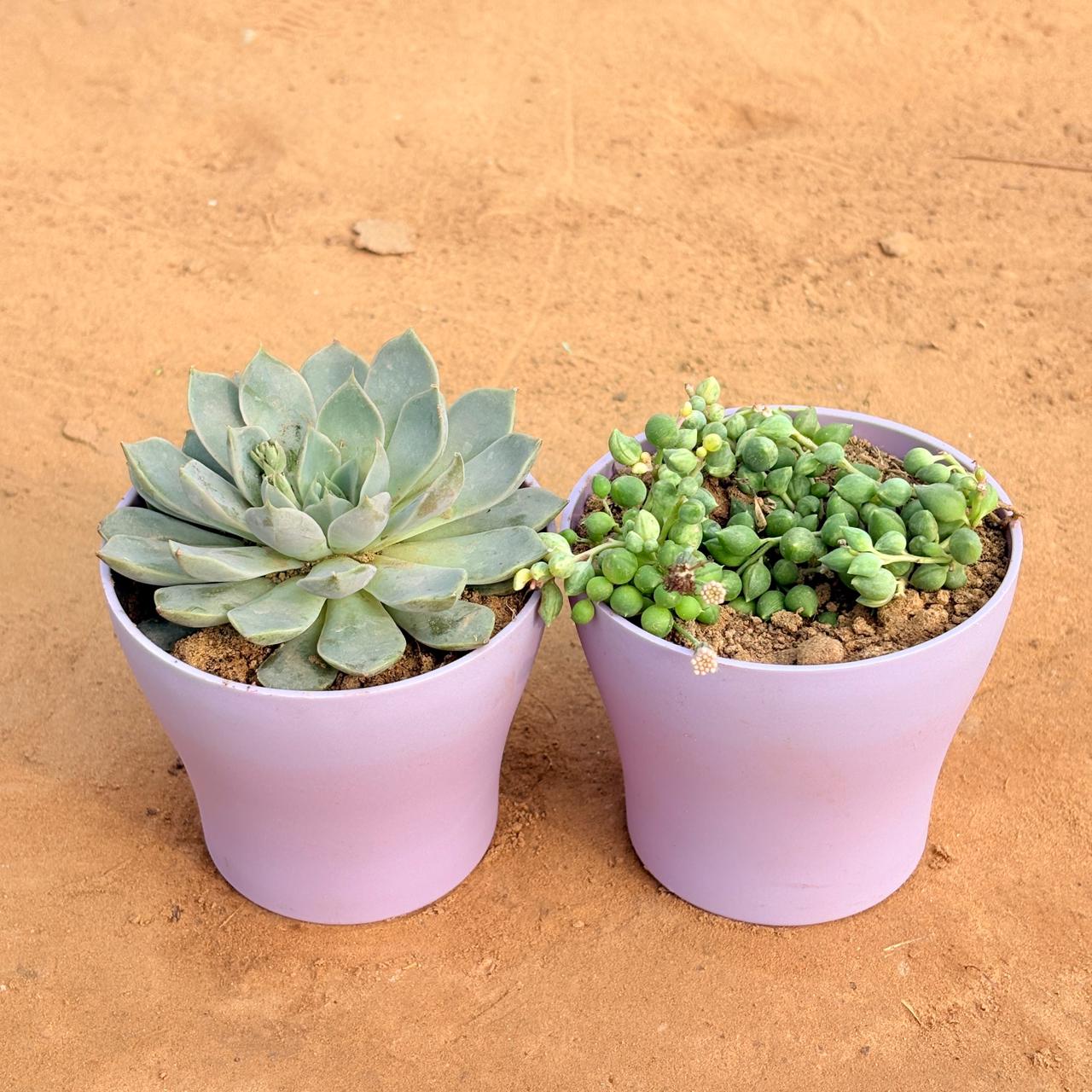 Set of 2 - Echeveria Elegans Red Tipped Succulent & String of Pearls Succulent in 4 Inch Purple Premium Daisy Plastic Planter