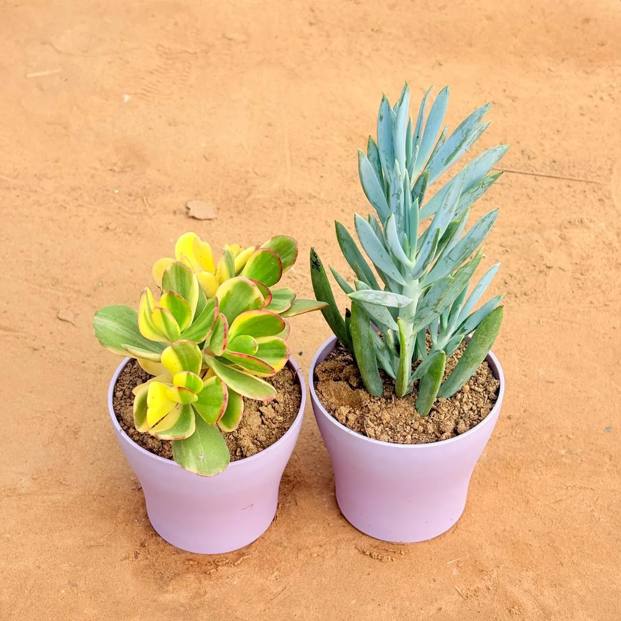 Set of 2 - Crassula Variegated Succulent & Curio Repens Succulent in 4 Inch Purple Premium Daisy Plastic Planter