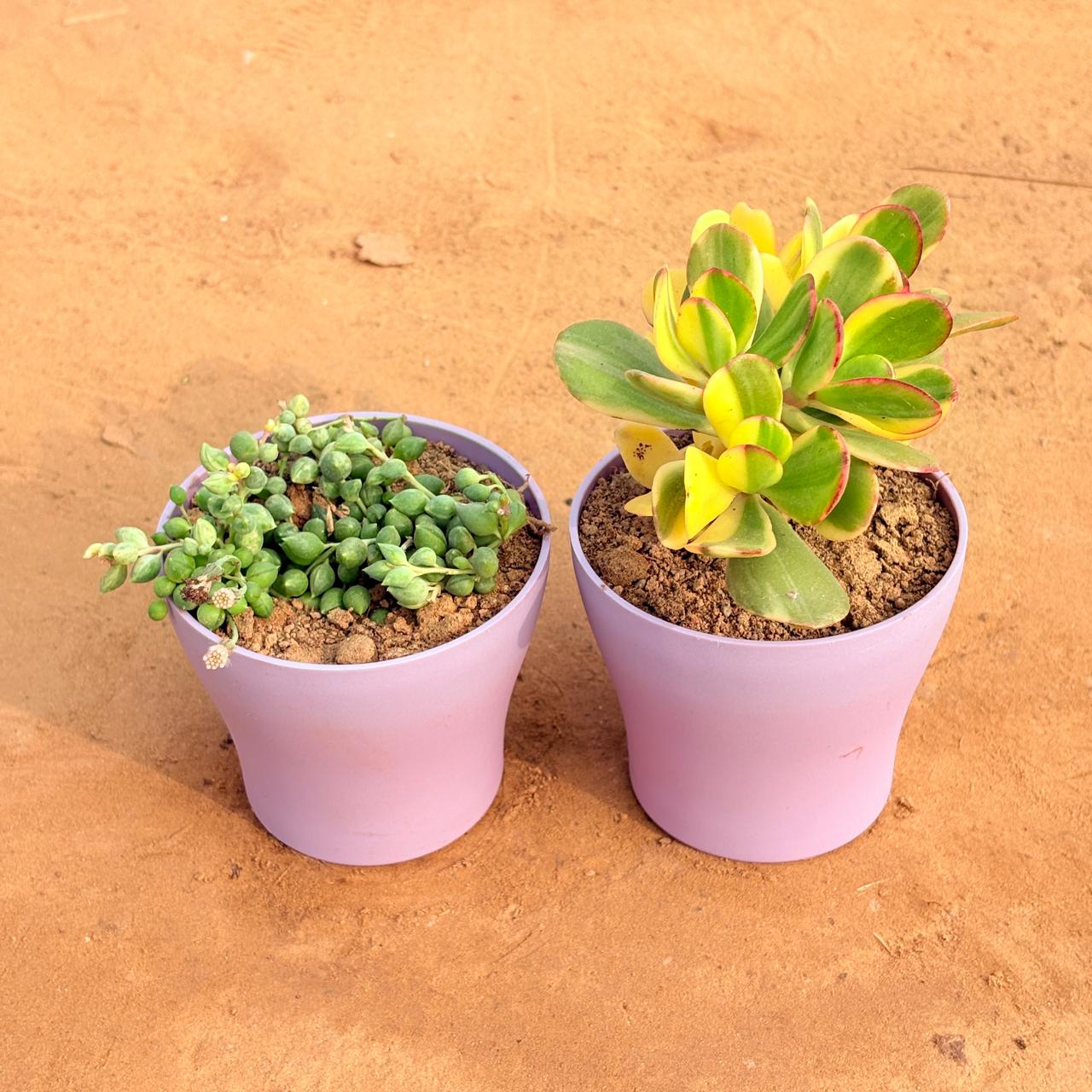 Set of 2 - Crassula Variegated Succulent & String of Pearls Succulent in 4 Inch Purple Premium Daisy Plastic Planter