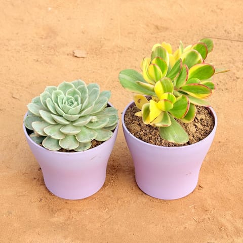 Set of 2 - Echeveria Green Succulent & Crassula Variegated Succulent in 4 Inch Live Plant Purple Premium Daisy Plastic Planter