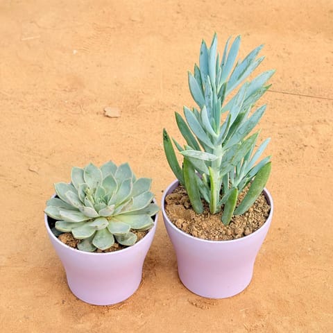 Set of 2 - Echeveria Elegans Red Tipped Succulent & Curio Repens Succulent in 4 Inch Live Plant Purple Premium Daisy Plastic Planter