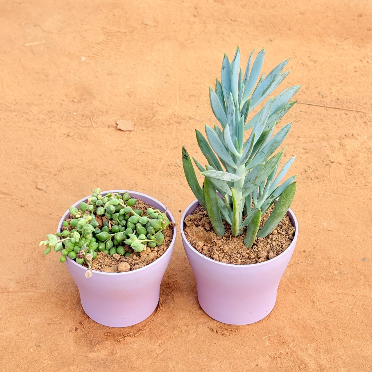 Set of 2 - String of Pearls Succulent & Curio Repens Succulent in 4 Inch Purple Premium Daisy Plastic Planter