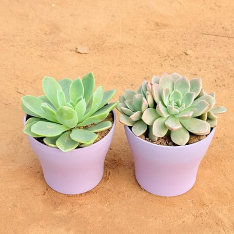 Set of 2 - Echeveria Elegans Succulent & Echeveria Albicans Succulent in 4 Inch Purple Premium Daisy Plastic Planter