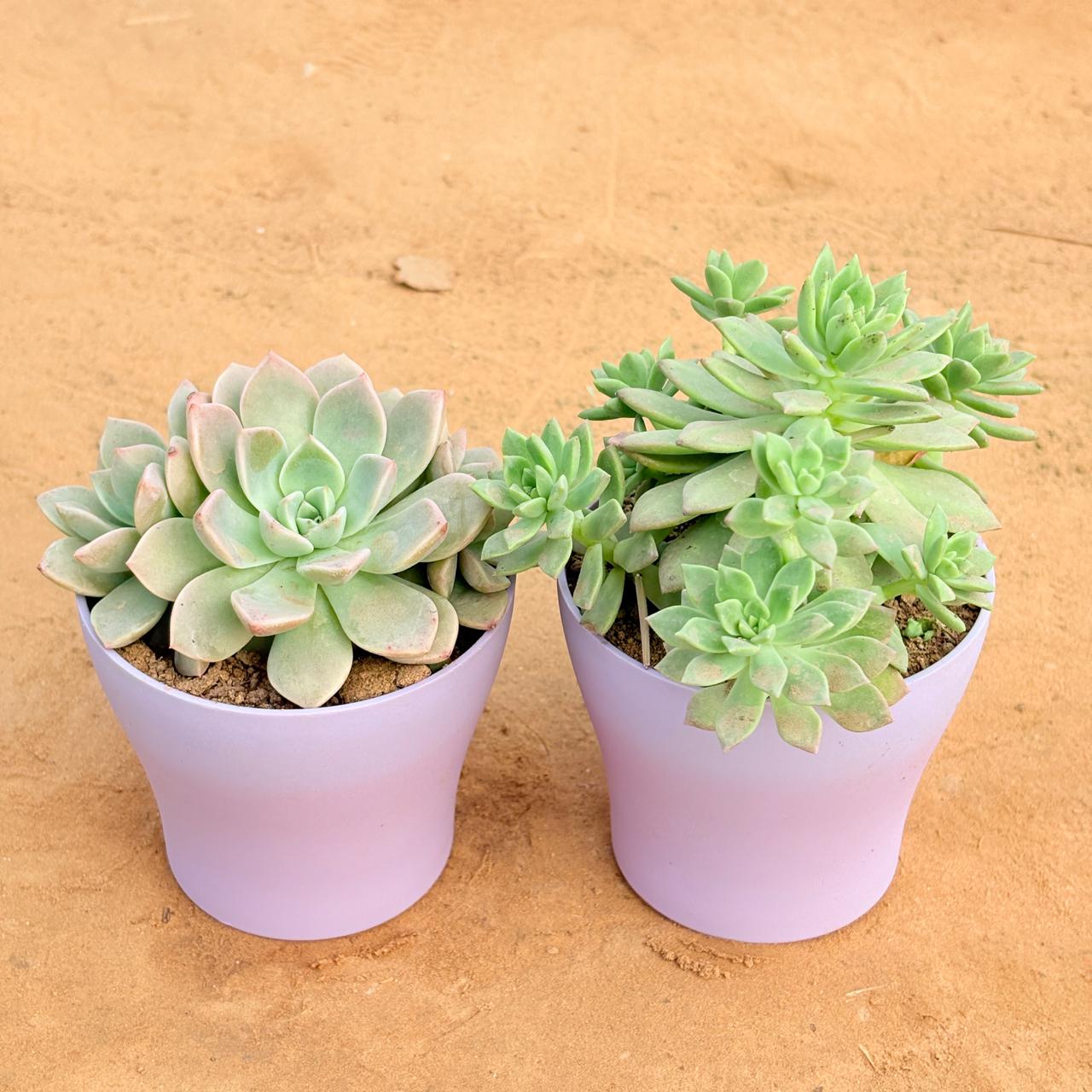 Set of 2 - Echeveria Albicans Succulent & Echeveria Red Succulent in 4 Inch Purple Premium Daisy Plastic Planter