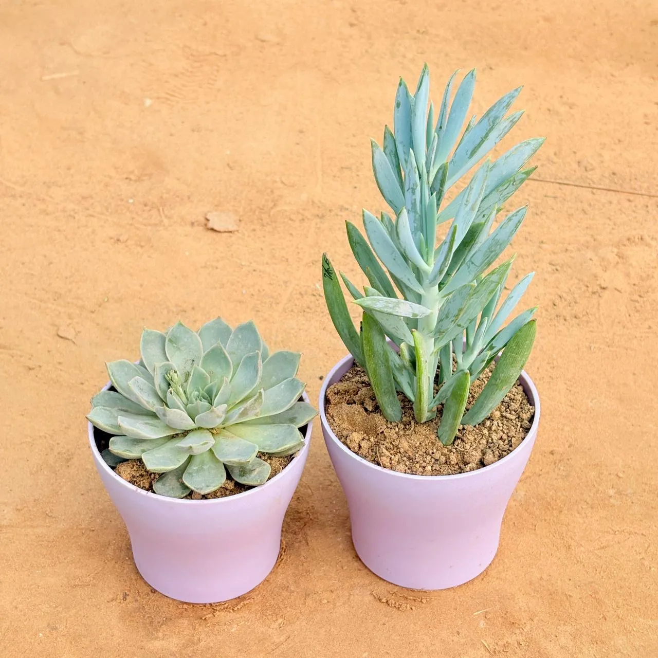 Set of 2 - Echeveria Elegans Red Tipped Succulent & Curio Repens Succulent in 4 Inch Purple Premium Daisy Plastic Planter