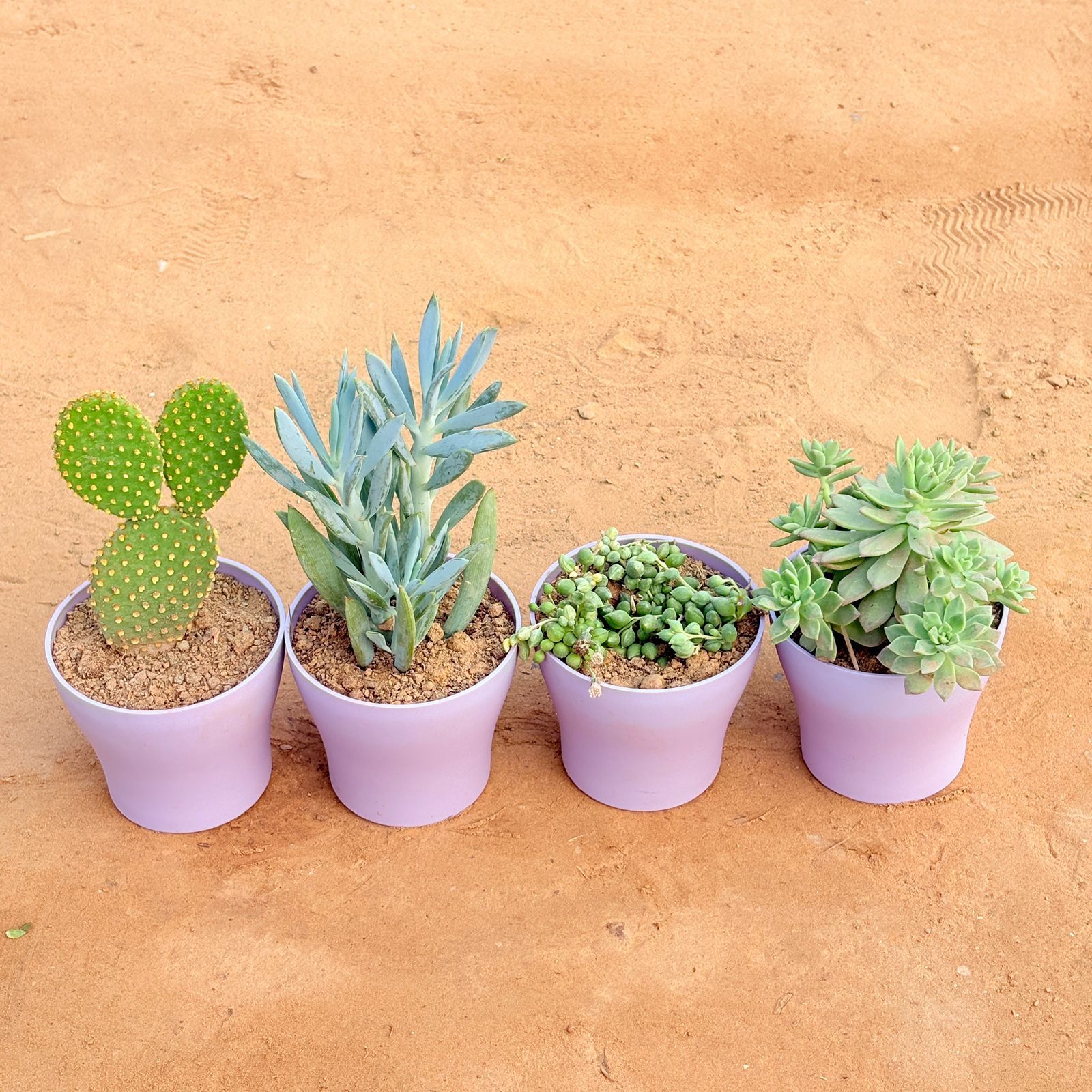 Set of 4 - Bunny Ear Cactus, String of Pearls Succulent, Curio Repens Succulent & Echeveria Red Succulent in 4 Inch Purple Premium Daisy Plastic Planter