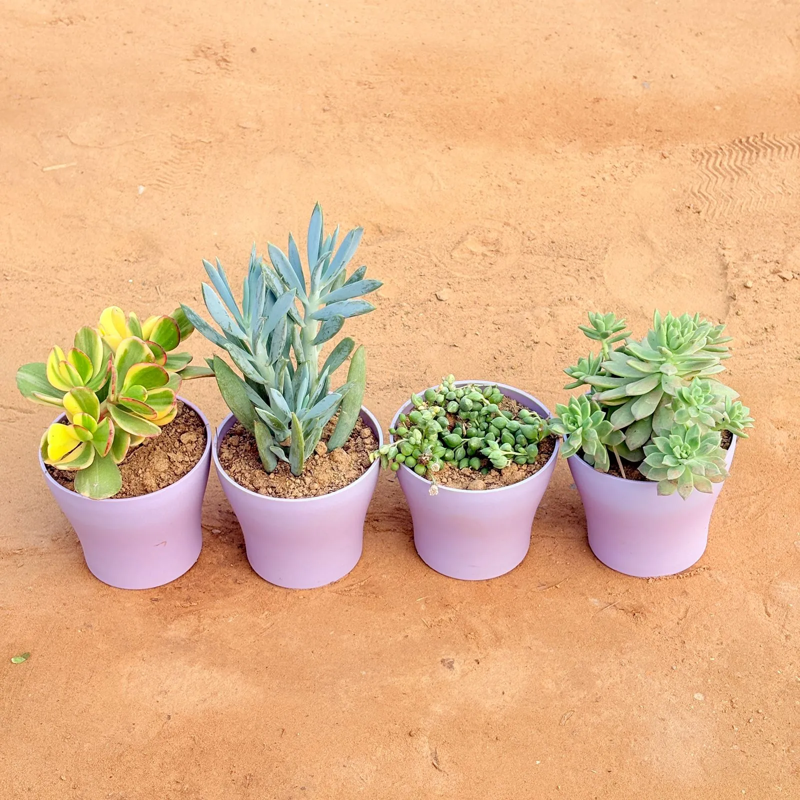 Set of 4 - Crassula Variegated Succulent, String of Pearls Succulent, Curio Repens Succulent & Echeveria Red Succulent in 4 Inch Purple Premium Daisy Plastic Planter