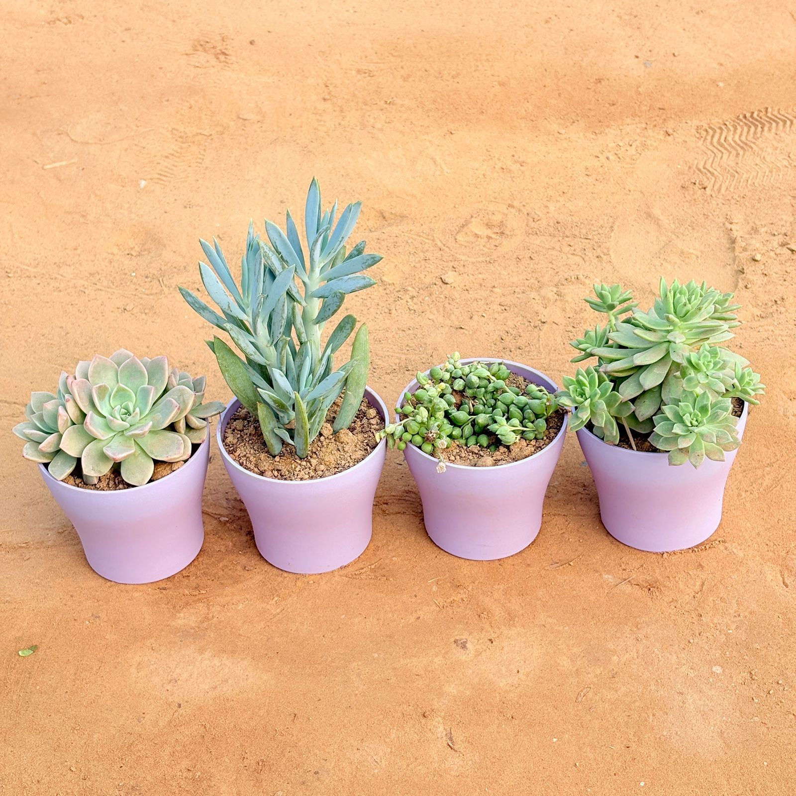 Set of 4 - Echeveria Albicans Succulent, String of Pearls Succulent, Curio Repens Succulent & Echeveria Red Succulent in 4 Inch Purple Premium Daisy Plastic Planter