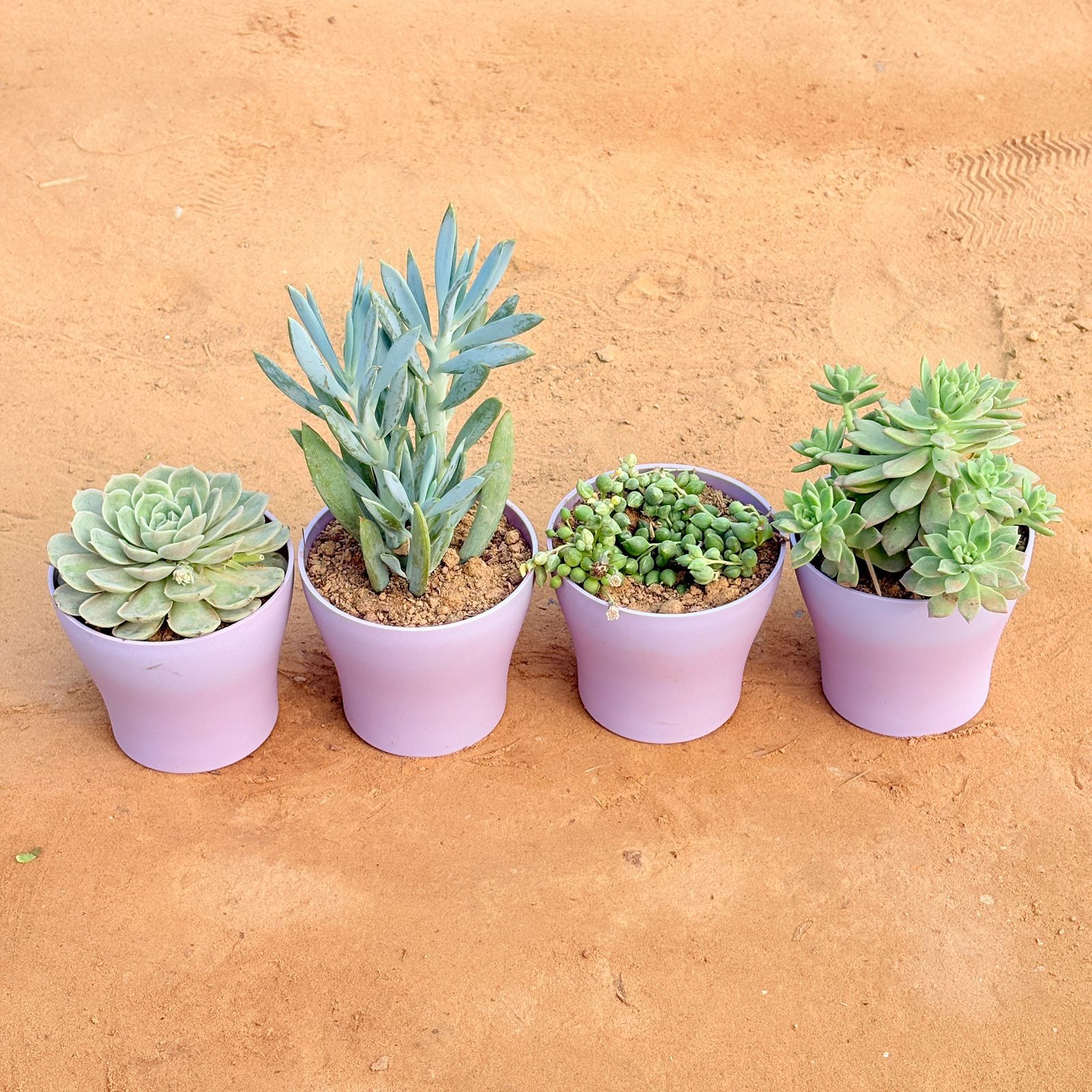 Set of 4 - Echeveria Green Succulent, String of Pearls Succulent, Curio Repens Succulent & Echeveria Red Succulent in 4 Inch Purple Premium Daisy Plastic Planter