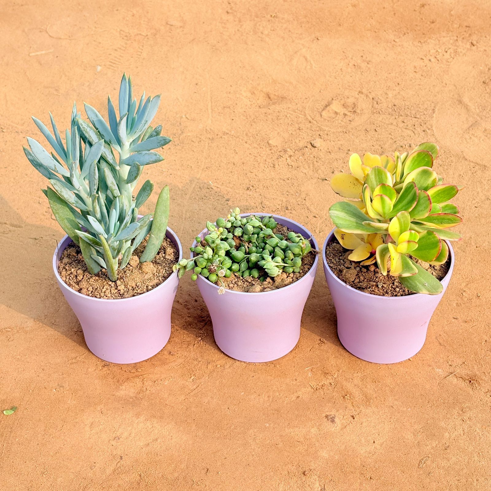 Set of 3 - Curio Repens Succulent, Crassula Variegated Succulent & String of Pearls Succulent in 4 Inch Purple Premium Daisy Plastic Planter