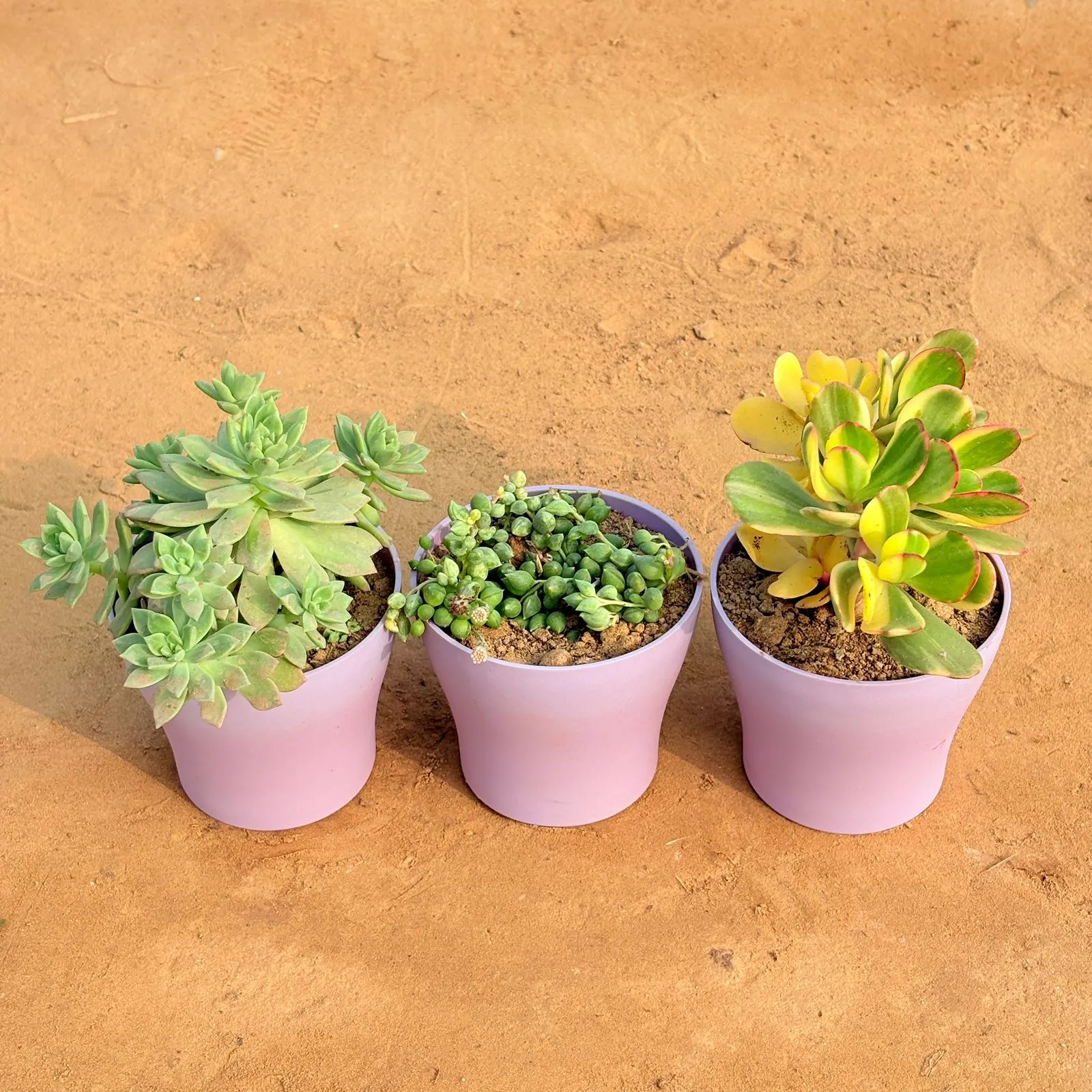 Set of 3 - Echeveria Red Succulent, Crassula Variegated Succulent & String of Pearls Succulent in 4 Inch Purple Premium Daisy Plastic Planter