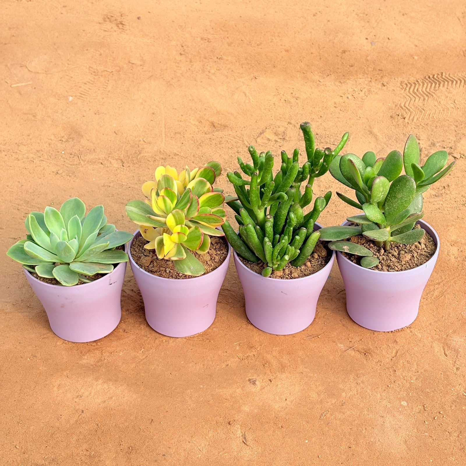 Set of 4 - Echeveria Elegans Succulent, Crassula Variegated Succulent, Crassula Gollum Jade/ Finger Succulent & Crassula Ovata/ Dhan Kuber in 4 Inch Purple Premium Daisy Plastic Planter