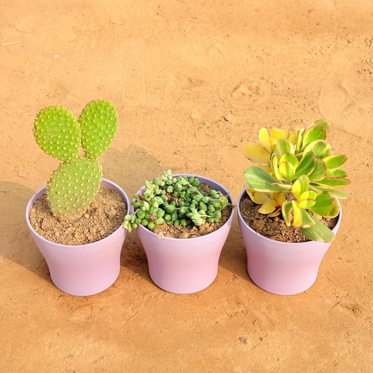Set of 3 - Bunny Ear Cactus, Crassula Variegated Succulent & String of Pearls Succulent in 4 Inch Purple Premium Daisy Plastic Planter