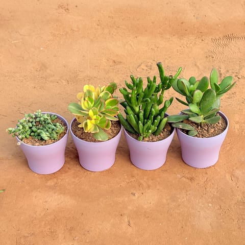 Set of 4 - String of Pearls Succulent, Crassula Variegated Succulent, Crassula Gollum Jade/ Finger Succulent & Crassula Ovata/ Dhan Kuber in 4 Inch Purple Premium Daisy Plastic Planter