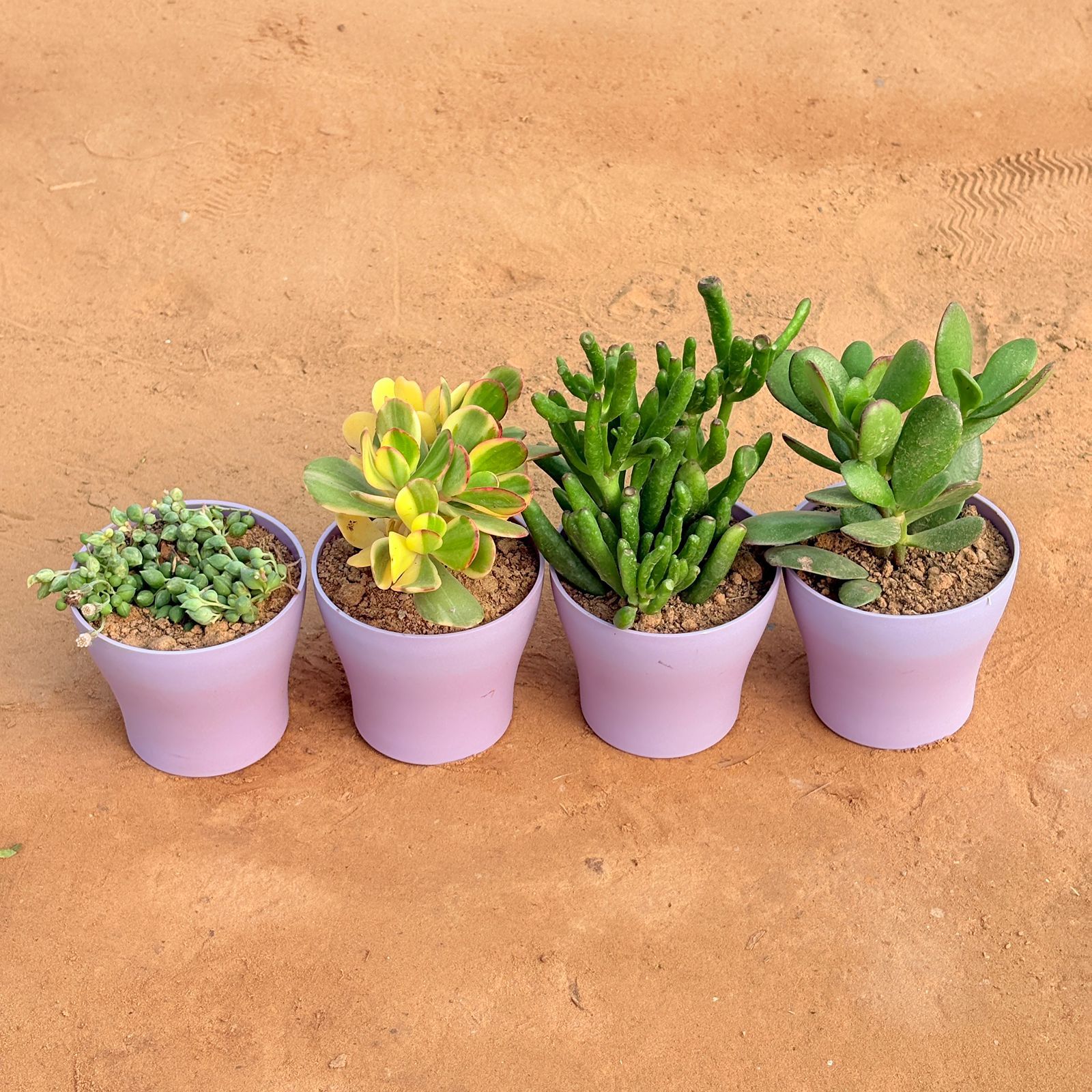 Set of 4 - String of Pearls Succulent, Crassula Variegated Succulent, Crassula Gollum Jade/ Finger Succulent & Crassula Ovata/ Dhan Kuber in 4 Inch Purple Premium Daisy Plastic Planter