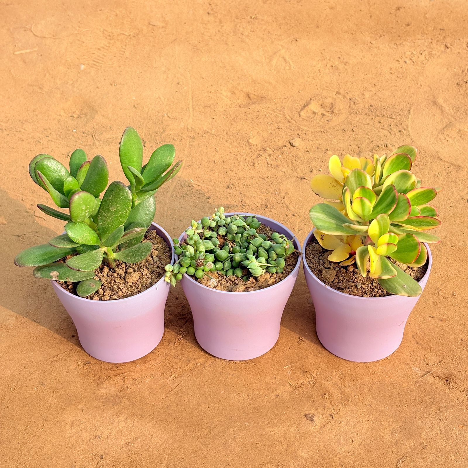 Set of 3 - Crassula Ovata/ Dhan Kuber, Crassula Variegated Succulent & String of Pearls Succulent in 4 Inch Purple Premium Daisy Plastic Planter