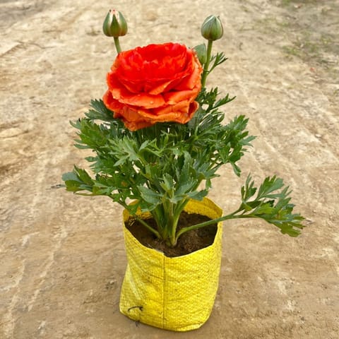 Ranunculus / Buttercup (any colour) in 3 inch Nursery Bag