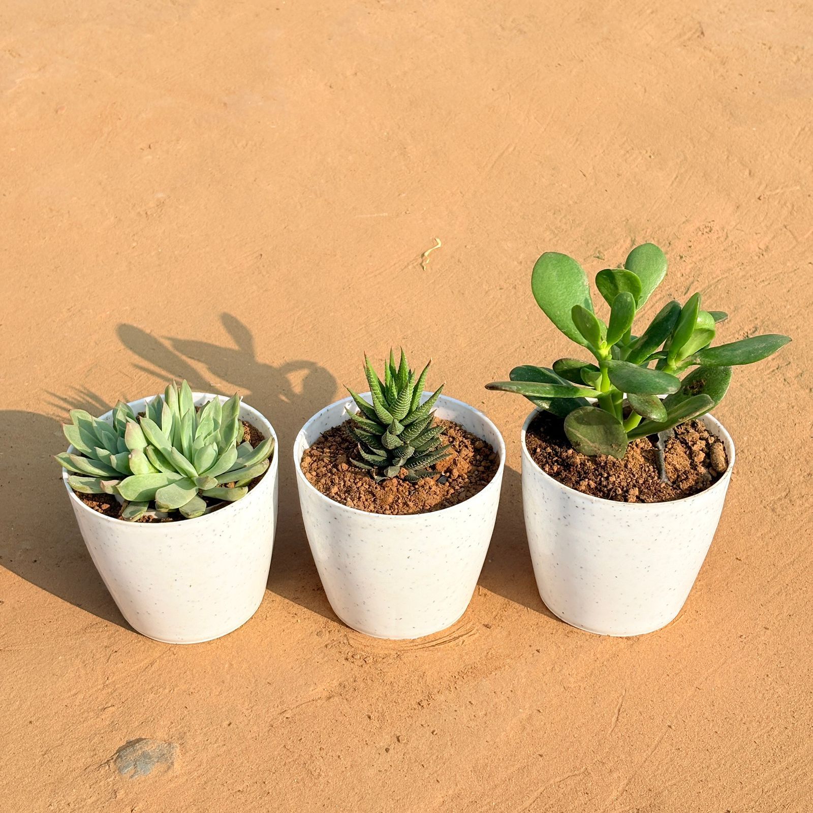 Set of 3 - Echeveria Elegans Red Tipped, Haworthia Zebrina & Crassula Ovata/ Dhan Kuber in 5 Inch White Marble Premium Round Tower Plastic Planter