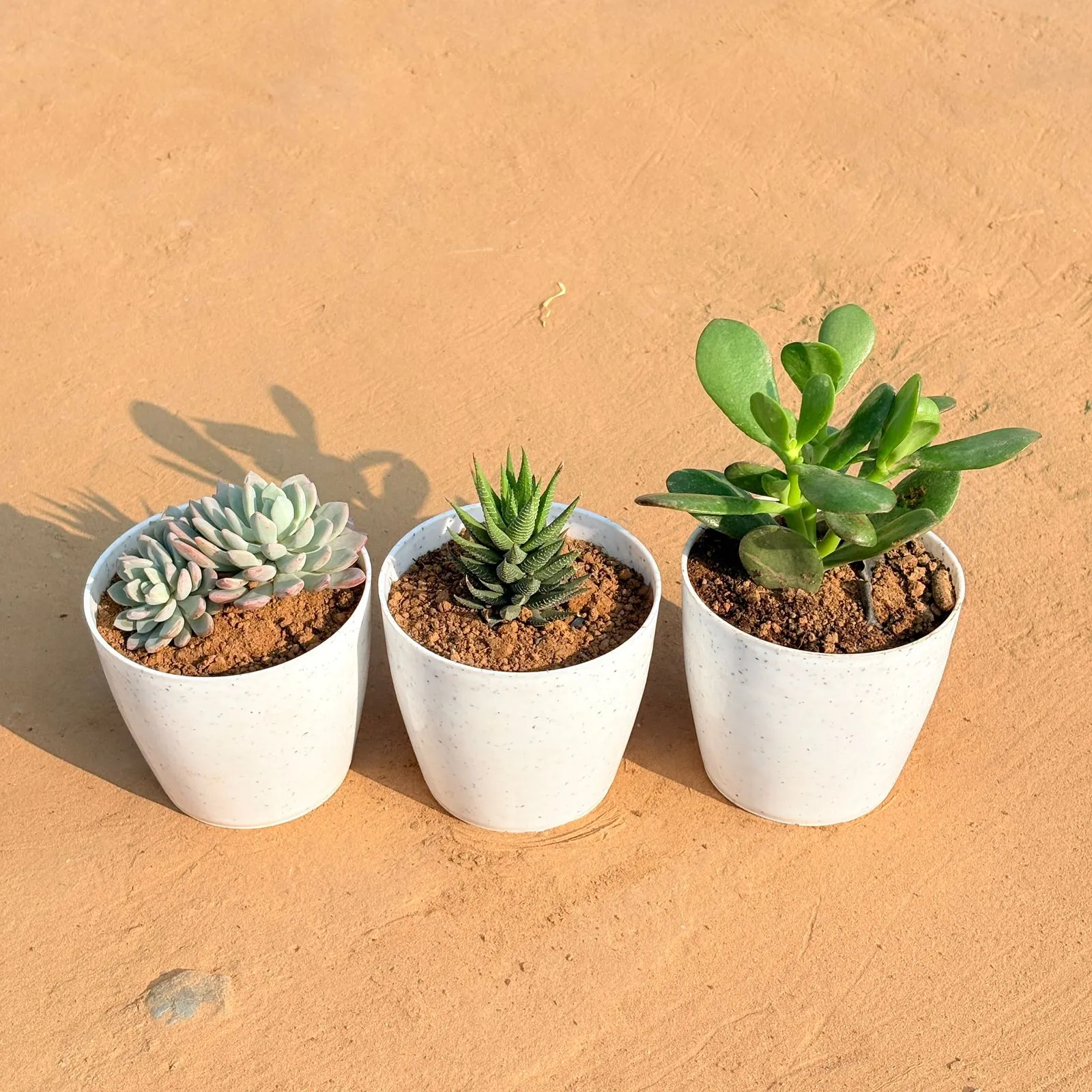 Set of 3 - Echeveria Desmetiana Succulent, Haworthia Zebrina & Crassula Ovata/ Dhan Kuber in 5 Inch White Marble Premium Round Tower Plastic Planter