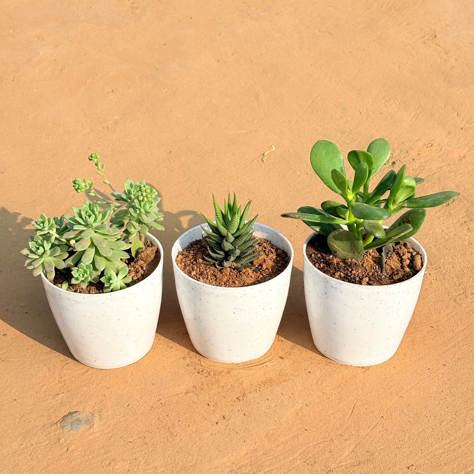 Set of 3 - Echeveria Red Succulent, Haworthia Zebrina & Crassula Ovata/ Dhan Kuber in 5 Inch White Marble Premium Round Tower Plastic Planter