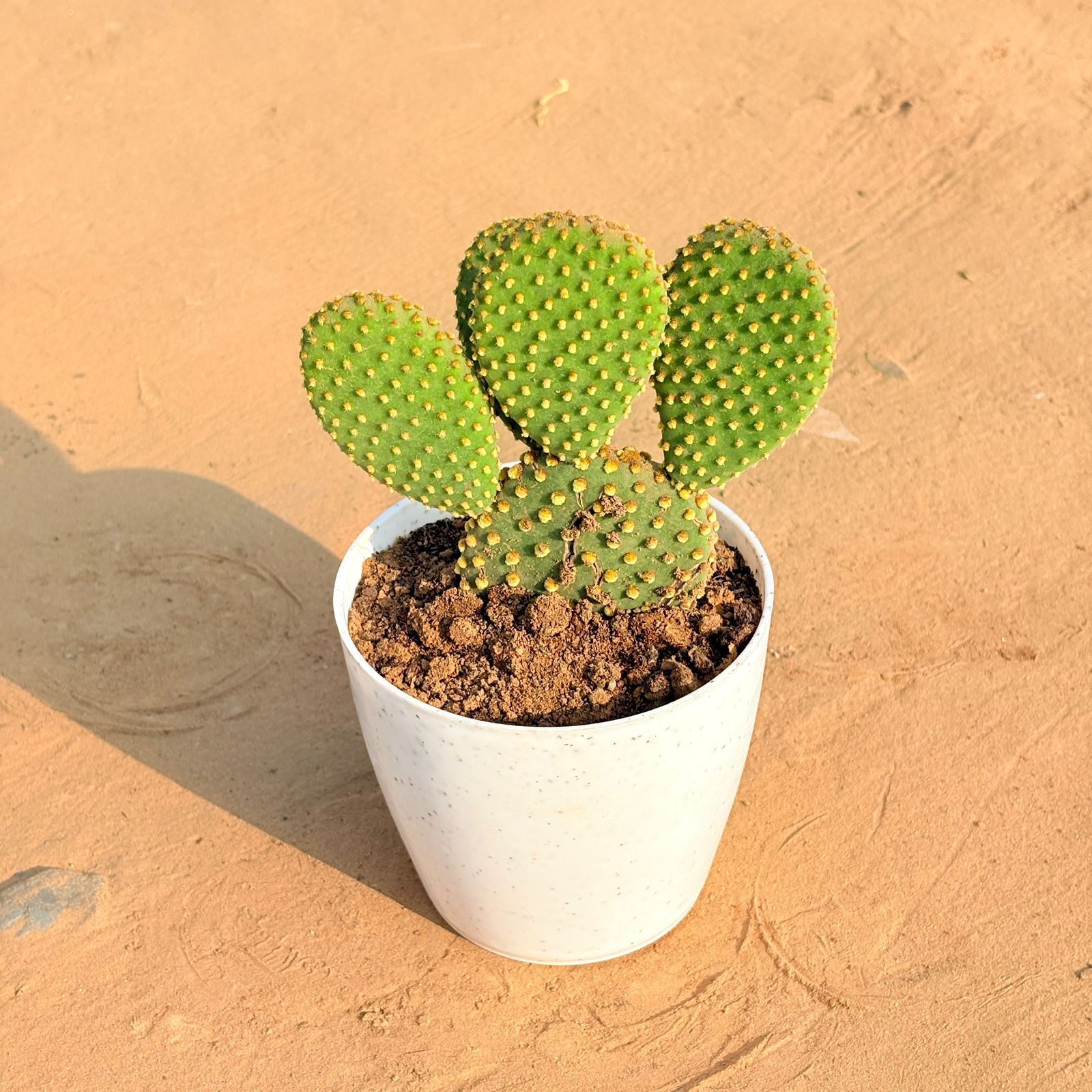 Bunny Ear Cactus in 5 Inch White Marble Premium Round Tower Plastic Planter