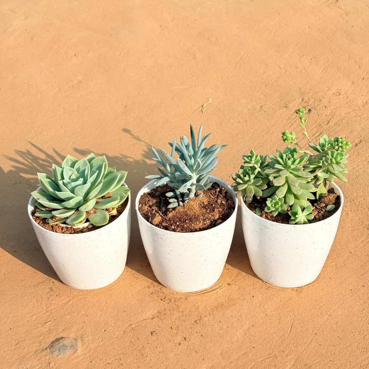 Set of 3 - Echeveria Green Succulent, Echeveria Red Succulent & Curio Repens Succulent in 5 Inch White Marble Premium Round Tower Plastic Planter