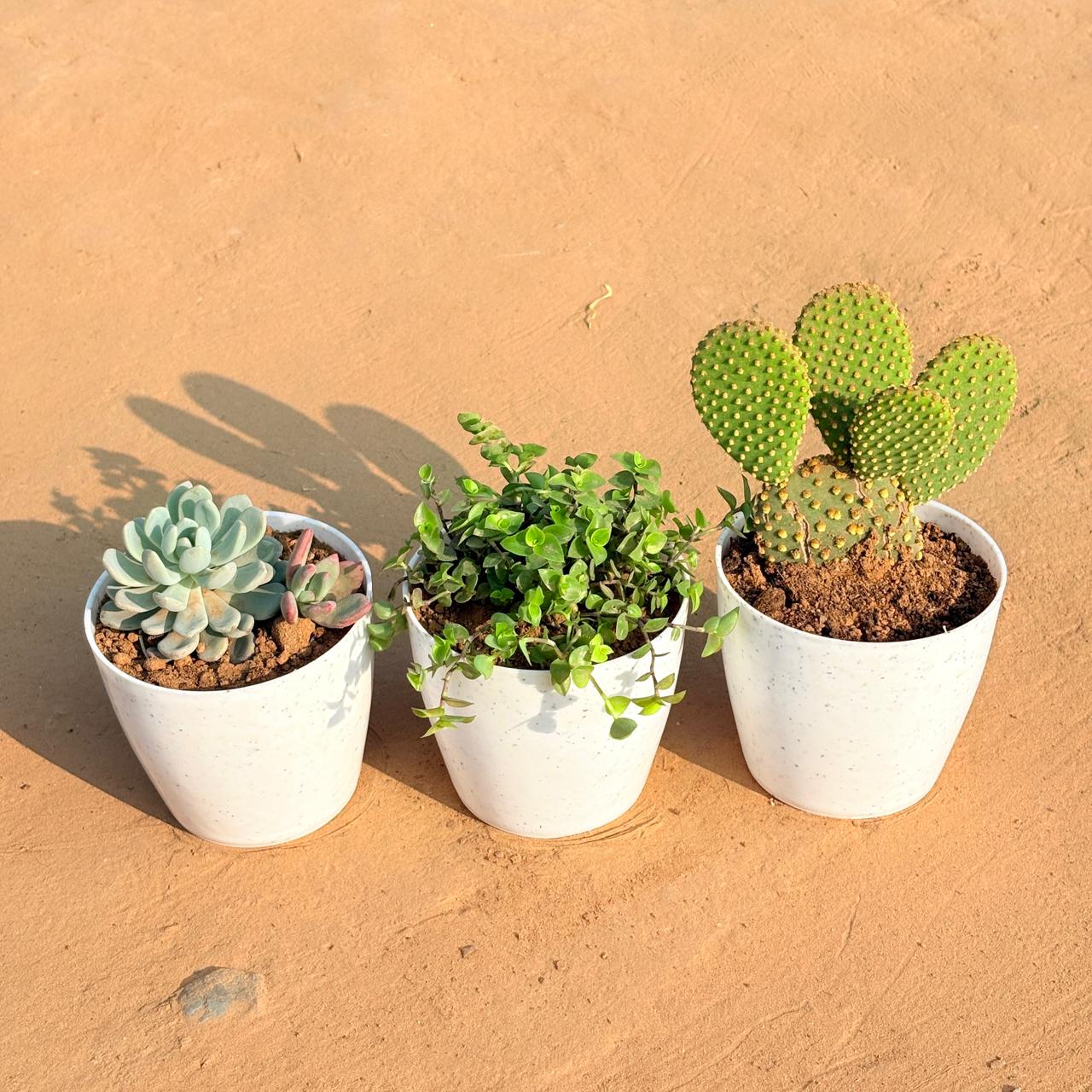 Set of 3 - Echeveria Lotus Succulent, Bunny Ear Cactus & Black Lady / Turtle Vine Black in 5 Inch White Marble Premium Round Tower Plastic Planter