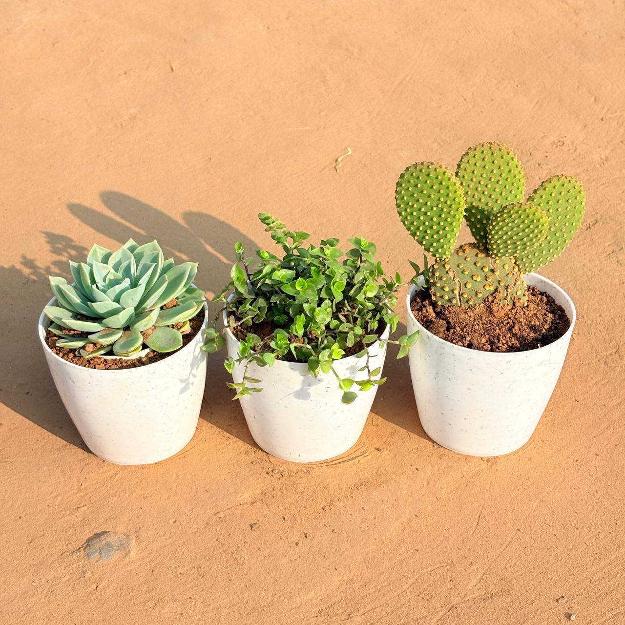 Set of 3 - Echeveria Green Succulent, Bunny Ear Cactus & Black Lady / Turtle Vine Black in 5 Inch White Marble Premium Round Tower Plastic Planter