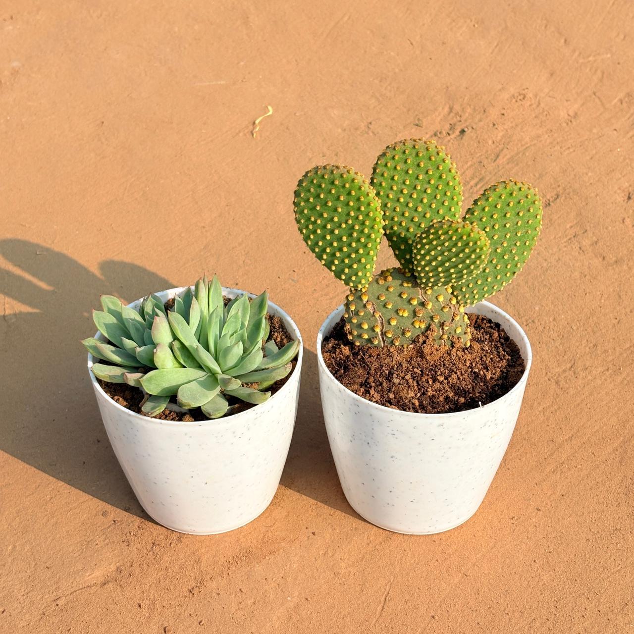 Set of 2 - Echeveria Elegans Red Tipped & Bunny Ear Cactus in 5 Inch White Marble Premium Round Tower Plastic Planter
