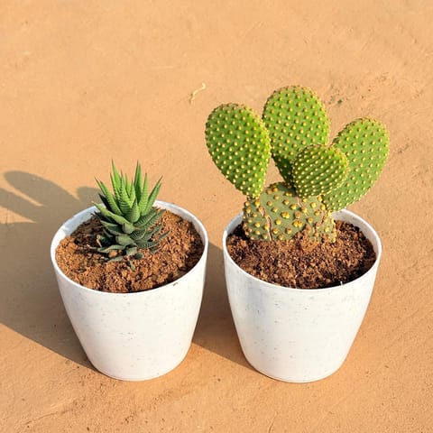 Set of 2 - Haworthia Zebrina & Bunny Ear Cactus in 5 Inch White Marble Premium Round Tower Plastic Planter