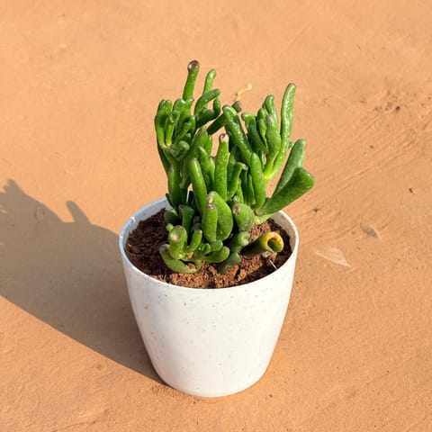Crassula Gollum Jade/ Finger Succulent in 5 Inch White Marble Premium Round Tower Plastic Planter
